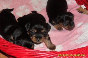 szczeniaczki-rasa silki.